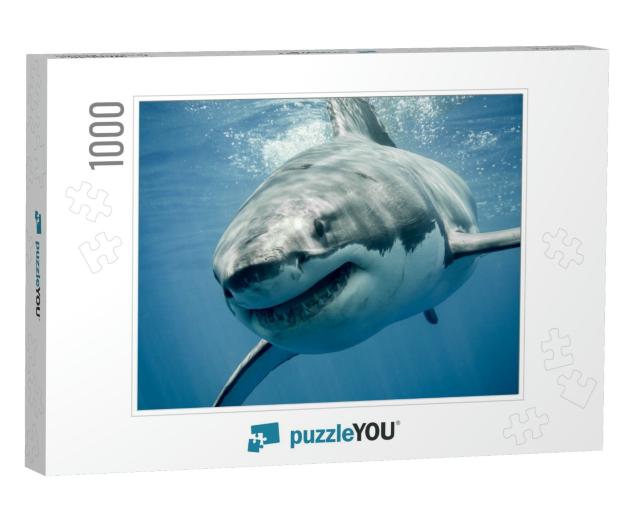 Great White Shark Smiling... Jigsaw Puzzle with 1000 pieces