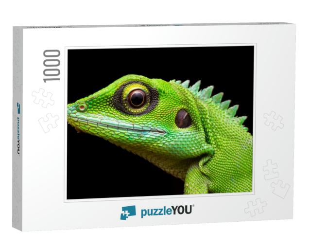 Head Shot Closeup of Green Crested Lizard... Jigsaw Puzzle with 1000 pieces
