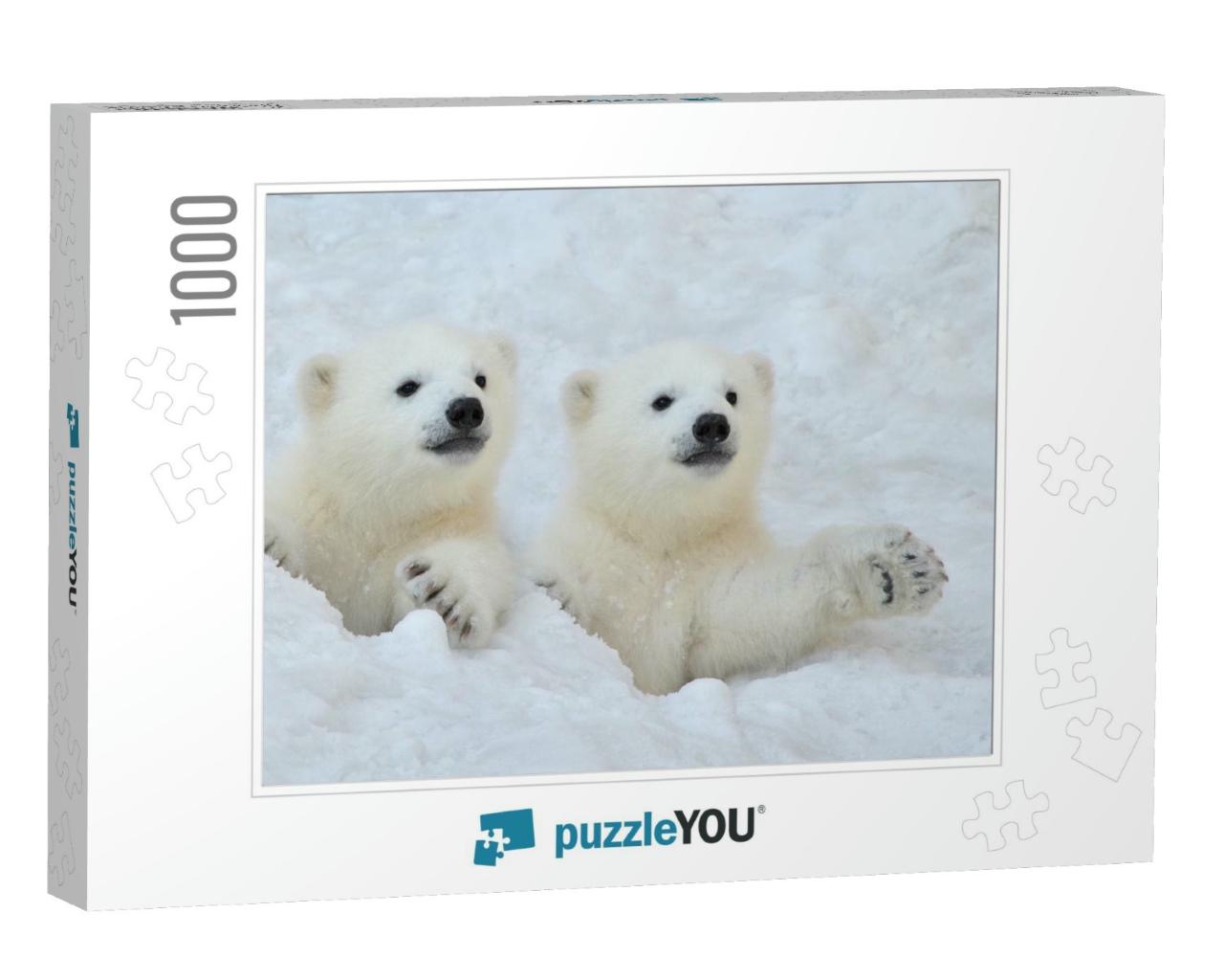Two White Polar Bear Cubs Look Out of a Snow Hole... Jigsaw Puzzle with 1000 pieces
