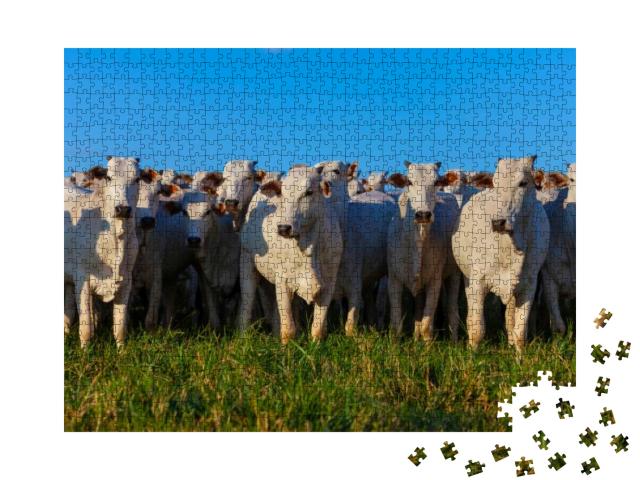 Herd of Nellore Cattle Grazing, Selected Animals Looking... Jigsaw Puzzle with 1000 pieces