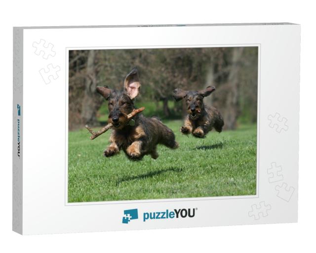 Two Dogs Wire-Haired Dachshund... Jigsaw Puzzle