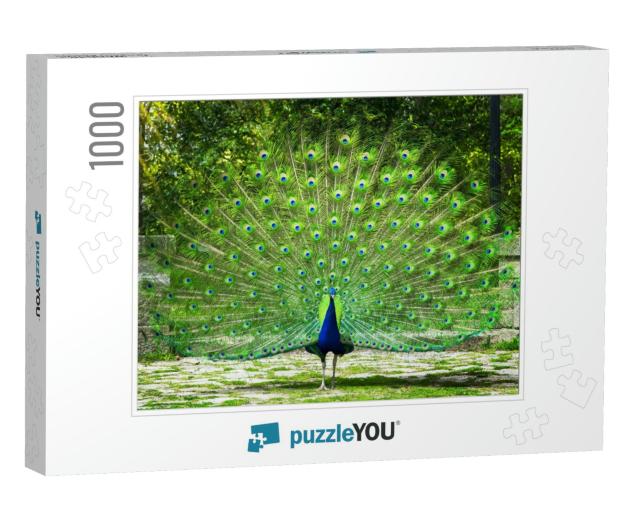Peacock. Beautiful Peacock. Peacock Showing Its Tail... Jigsaw Puzzle with 1000 pieces