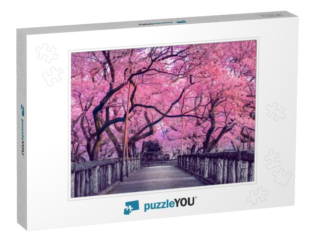 Beautiful Pink Cherry Trees Blooming Extravagantly At the... Jigsaw Puzzle