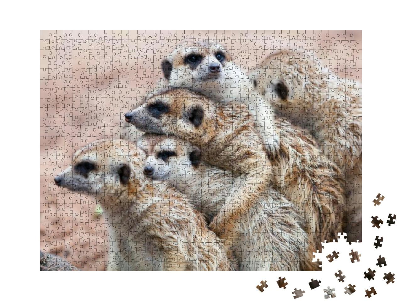 Group Hug Meerkat Standing on a Rainy Day Because of Cold... Jigsaw Puzzle with 1000 pieces