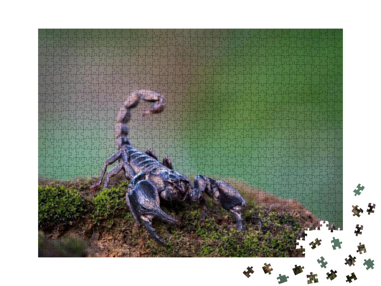 Heterometrus Longimanus Black Scorpion. Emperor Scorpion... Jigsaw Puzzle with 1000 pieces