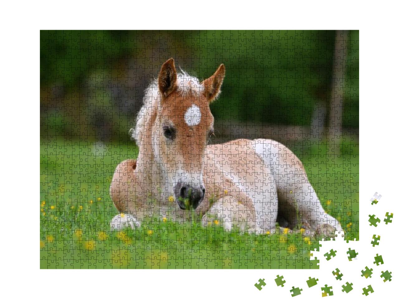 Young Cute Foal Outdoor Resting in the Grass... Jigsaw Puzzle with 1000 pieces