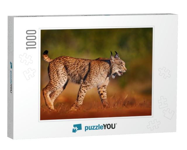 Iberian Lynx, Lynx Pardinus, Wild Cat Endemic to Iberian... Jigsaw Puzzle with 1000 pieces