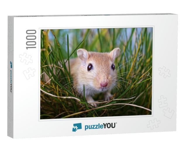 Gerbil Hiding in Grass... Jigsaw Puzzle with 1000 pieces