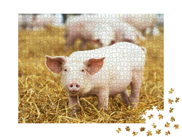 One Young Piglet on Hay & Straw At Pig Breeding Farm... Jigsaw Puzzle with 1000 pieces