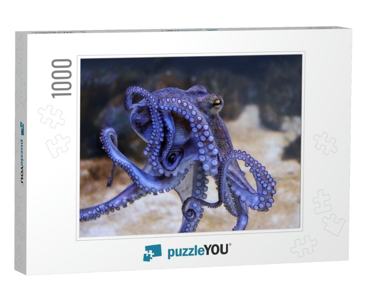 Octopus in an Aquarium, Closeup View... Jigsaw Puzzle with 1000 pieces