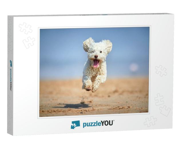 Miniature Poodle - Dog Running, Playing & Jumping on the... Jigsaw Puzzle