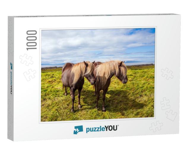 Two Beautiful & Kind Horses of a Unique Icelandic Breed... Jigsaw Puzzle with 1000 pieces