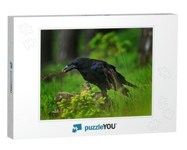 Raven in Dark Green Forest. Young Common Raven, Corvus Co... Jigsaw Puzzle