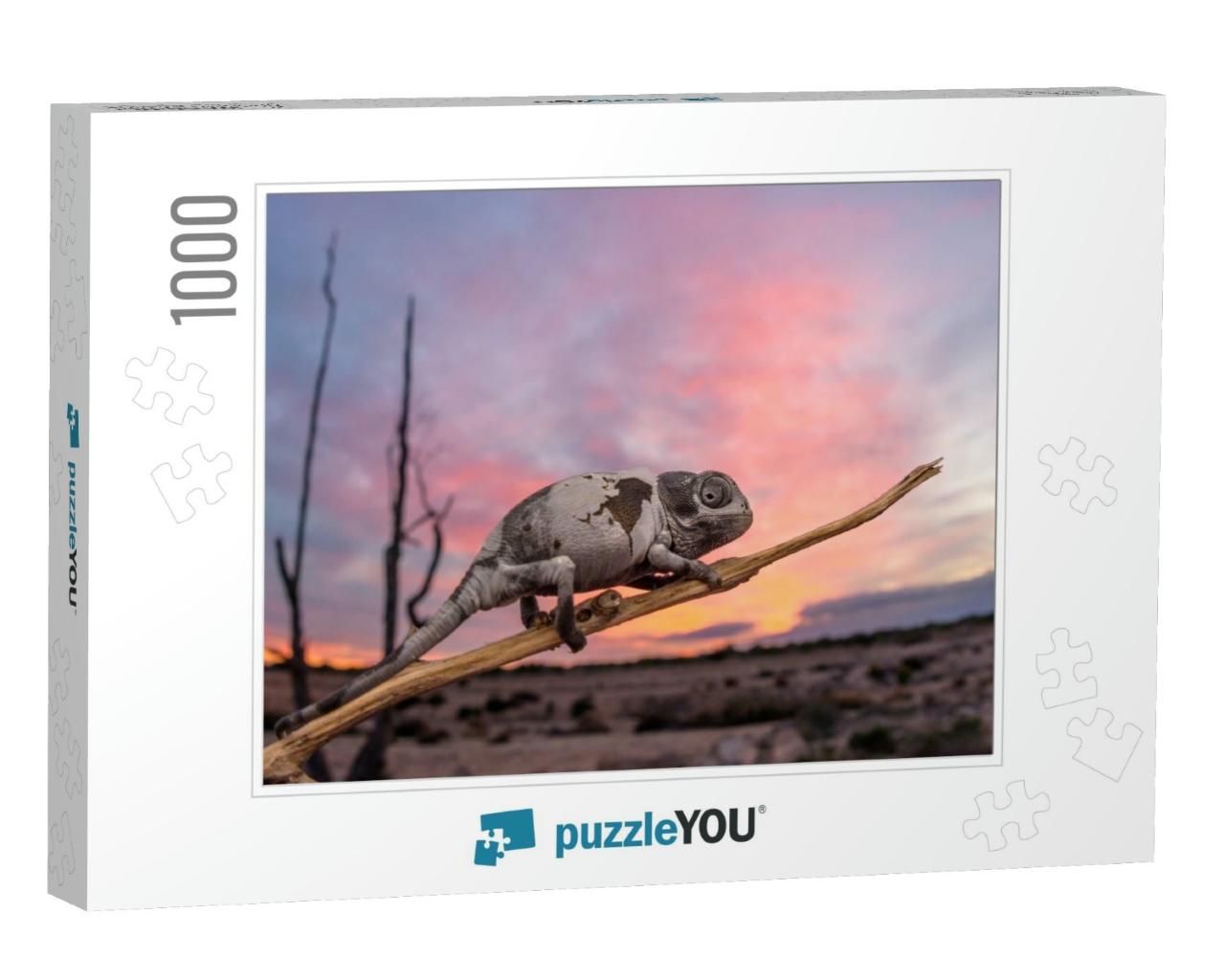 Common Chameleon, Chamaeleo Chameleon in Sunset, Spain... Jigsaw Puzzle with 1000 pieces