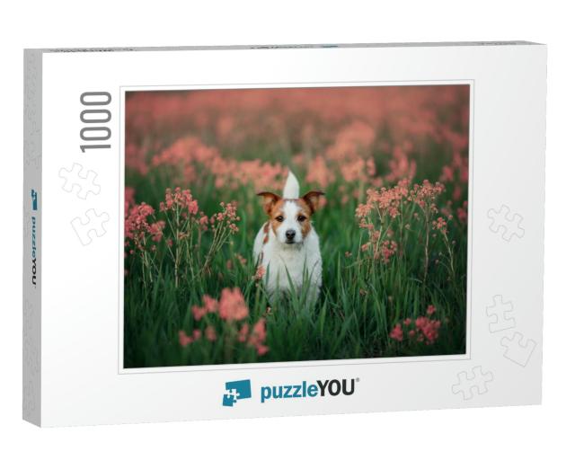 Portrait of a Little Jack Russell Terrier in the Colors o... Jigsaw Puzzle with 1000 pieces