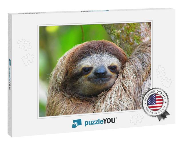 Awake Sloth from Costa Rica... Jigsaw Puzzle