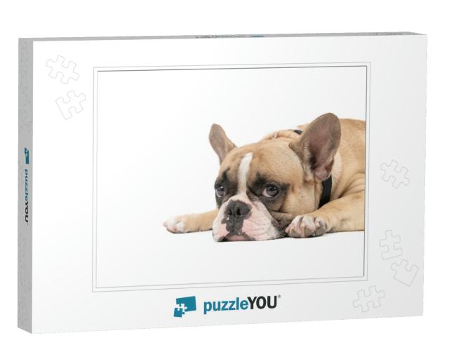 An Anorexic French Bulldog Lying on a White Background, H... Jigsaw Puzzle