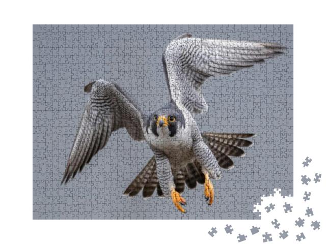 Peregrine Falcon in Flight... Jigsaw Puzzle with 1000 pieces