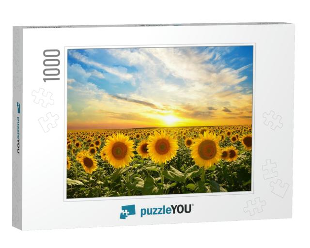 Field of Blooming Sunflowers on a Background Sunset... Jigsaw Puzzle with 1000 pieces