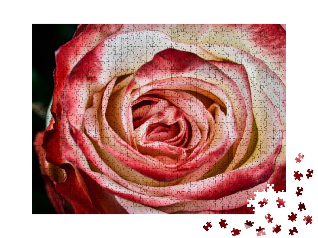Red & White Rose on Black Background Macro... Jigsaw Puzzle with 1000 pieces