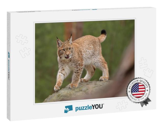 Eurasian Lynx  Lynx in the Natural Environment. Taken in... Jigsaw Puzzle