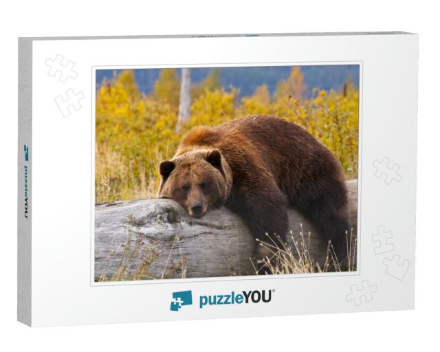 A Grizzly Bear in Alaska Taking a Rest on a Fallen Tree... Jigsaw Puzzle