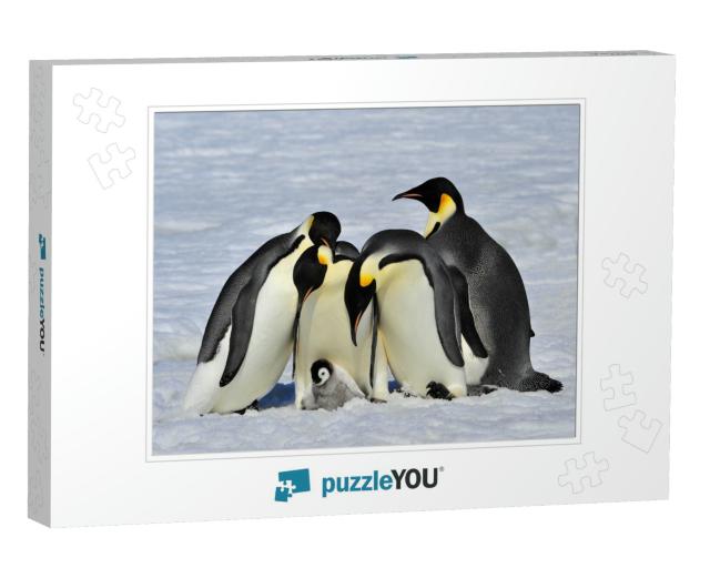 Emperor Penguins with Chick... Jigsaw Puzzle