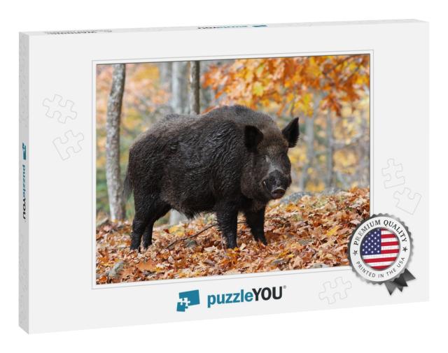 Male Wild-Boar in Autumn Forest... Jigsaw Puzzle