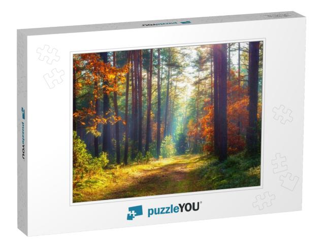 Autumn Nature Landscape. Sunny Autumn Forest. Beautiful C... Jigsaw Puzzle