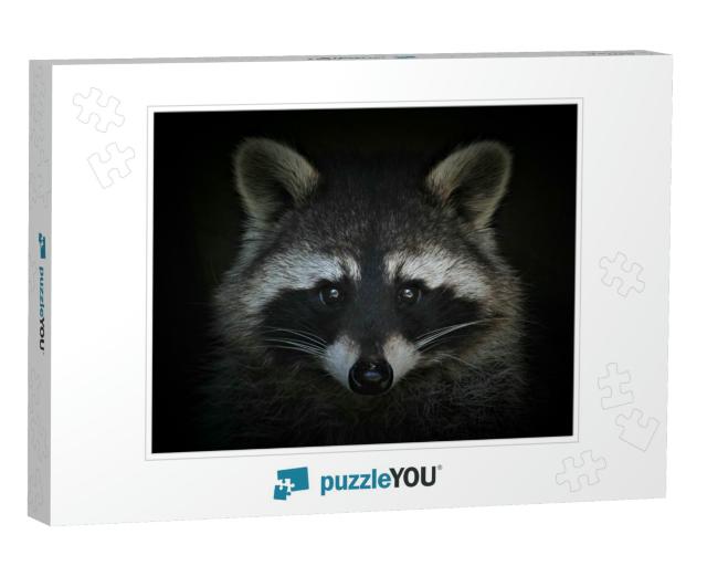 Portrait of a Cute Raccoon on a Black Background... Jigsaw Puzzle