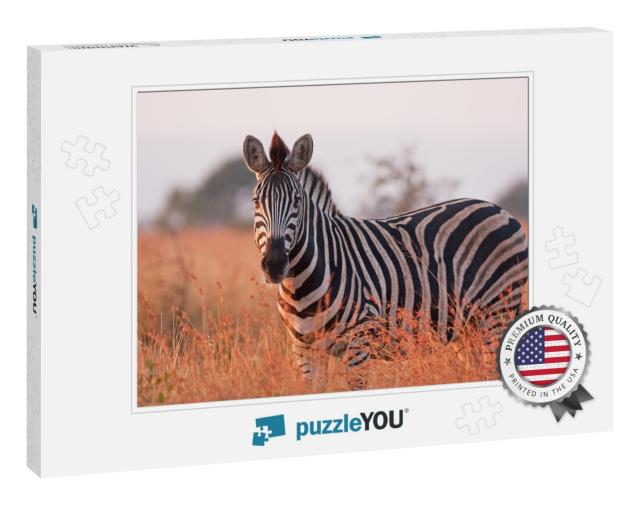 Plains Zebra, Equus Quagga, Equus Burchellii, Common Zebr... Jigsaw Puzzle