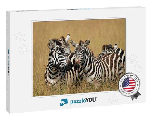 Plains Zebras Equus Quagga in High Grass on Savannah. Maa... Jigsaw Puzzle