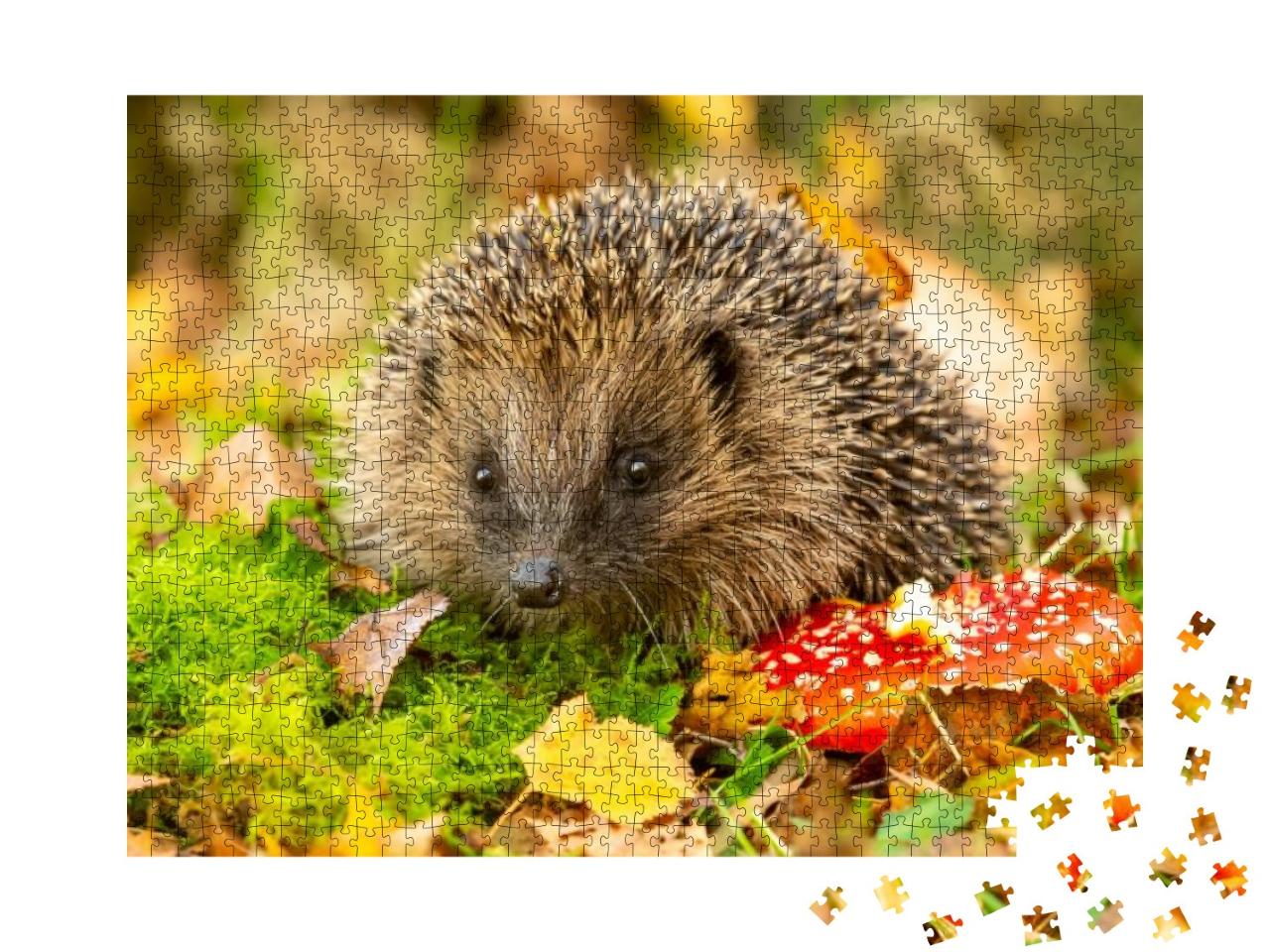 Hedgehog, Scientific Name Erinaceus Europaeus Wild, Nativ... Jigsaw Puzzle with 1000 pieces