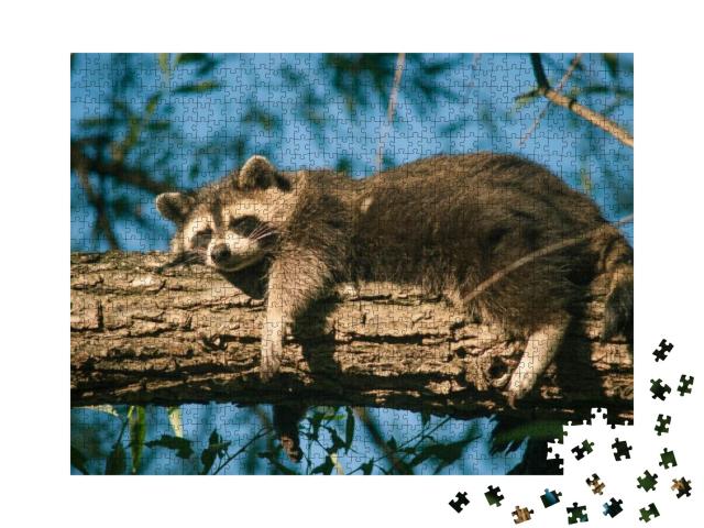 One Exhausted Trash Panda Catches Up on Sleep in a Local... Jigsaw Puzzle with 1000 pieces