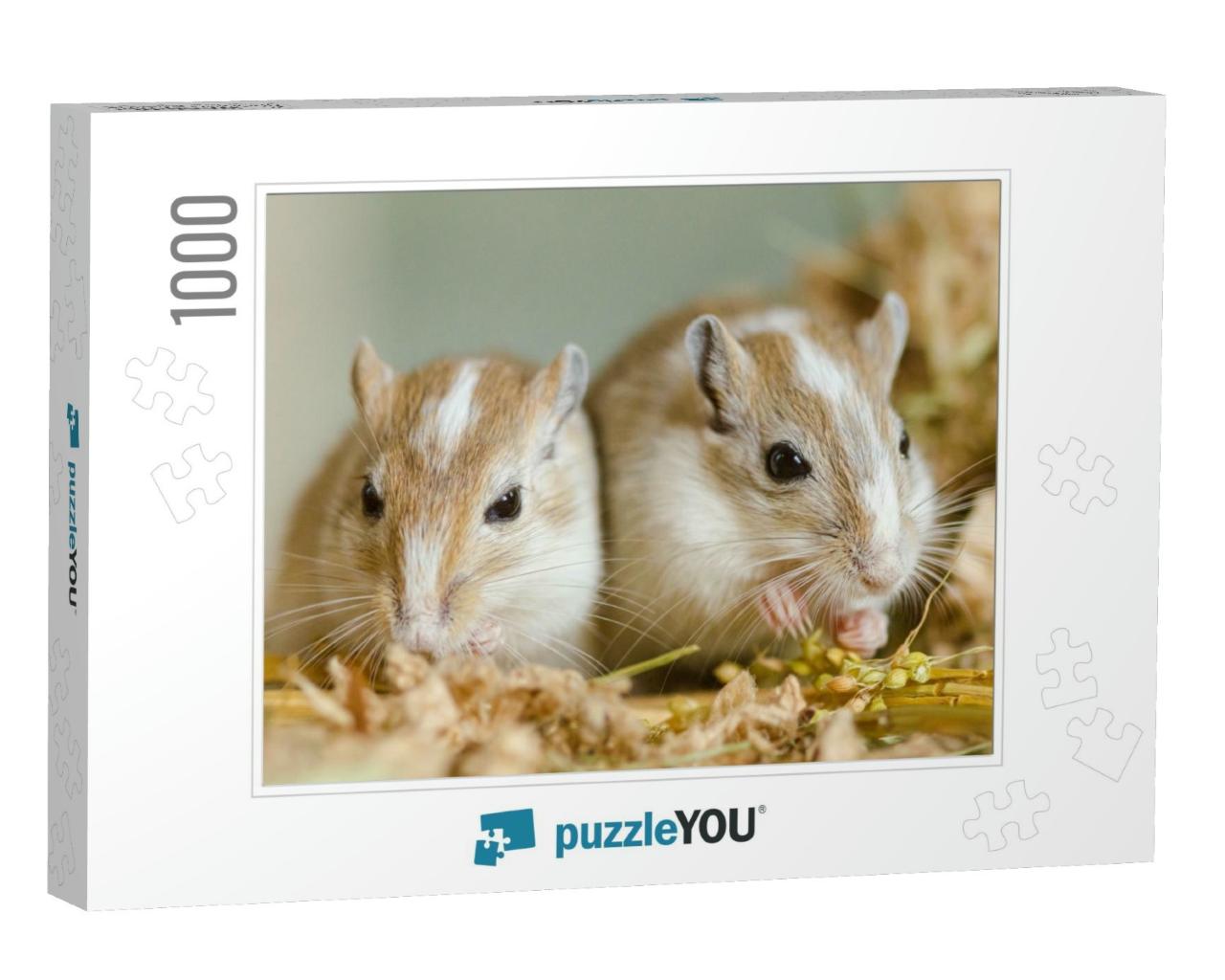 Mongolian Gerbils Meriones as Pets... Jigsaw Puzzle with 1000 pieces