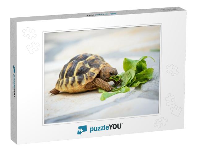 Pet Turtle Eating Lettuce Salad on Stone Paved Terrace. E... Jigsaw Puzzle