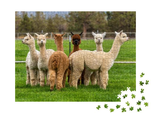 Alpacas on a Ranch on a Farm in a Field in Oregon... Jigsaw Puzzle with 1000 pieces