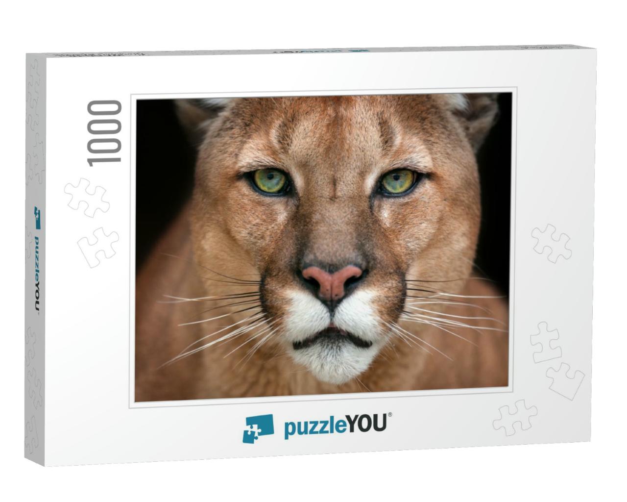 Puma Close Up Portrait with Beautiful Eyes Isolated on Bl... Jigsaw Puzzle with 1000 pieces