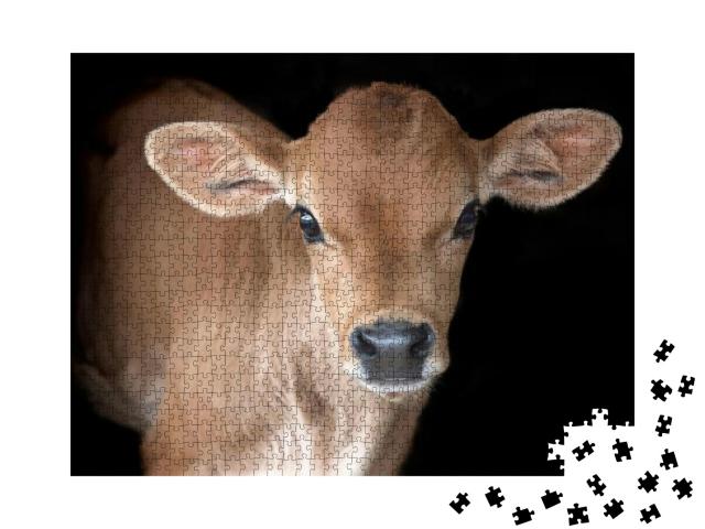 Jersey Calf on Black Background... Jigsaw Puzzle with 1000 pieces