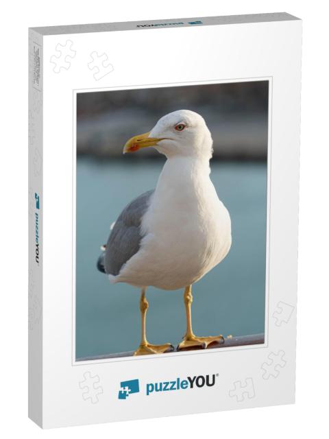 Gull Seagull Ocean Gull Bird Fly Bird... Jigsaw Puzzle