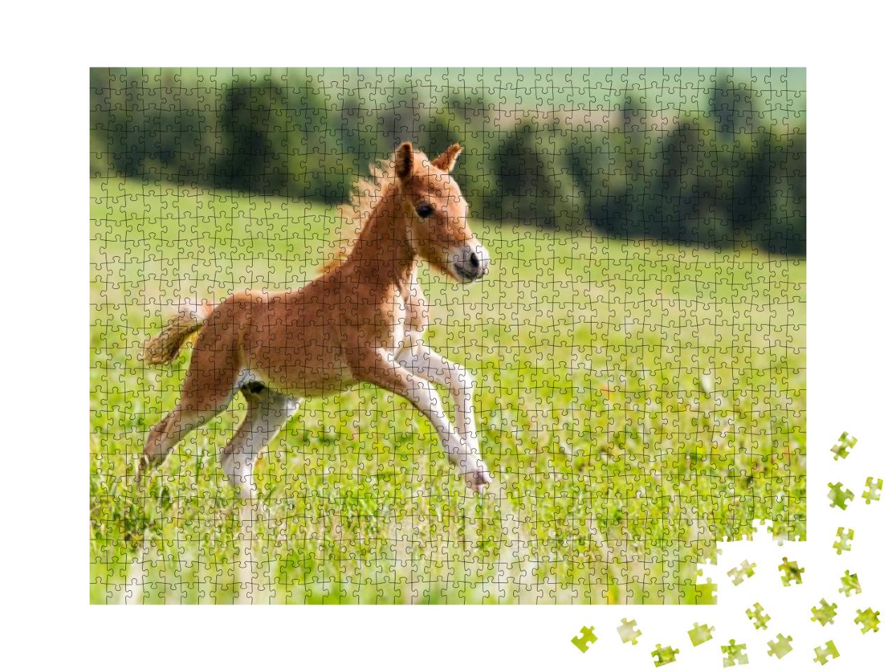 Mini Horse Falabella... Jigsaw Puzzle with 1000 pieces