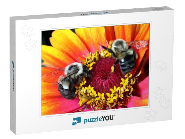 Coneflower Bumble Bees Jigsaw Puzzle