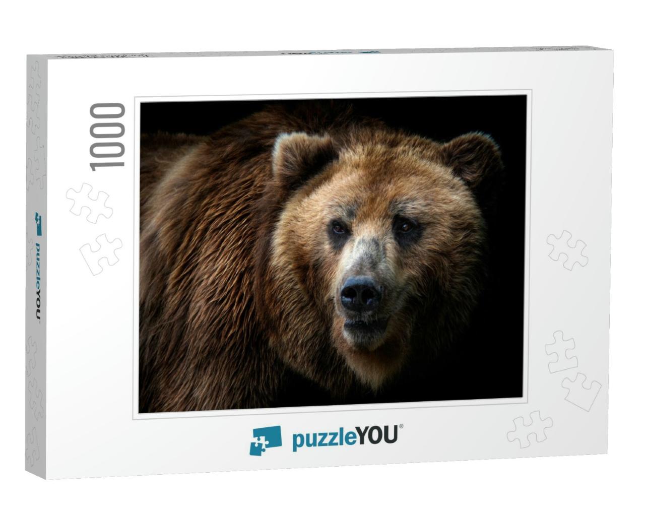 Front View of Brown Bear Isolated on Black Background. Po... Jigsaw Puzzle with 1000 pieces
