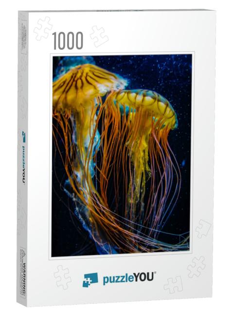 Image of Jellyfish Poison Jellyfish... Jigsaw Puzzle with 1000 pieces
