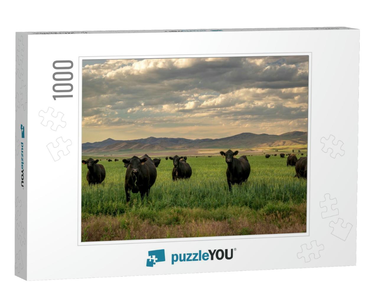 Herd of Black Angus Cattle in Grass Field with Evening Sk... Jigsaw Puzzle with 1000 pieces