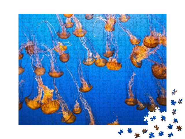 A Group of Jellyfishes in Light Floating Underwater... Jigsaw Puzzle with 1000 pieces