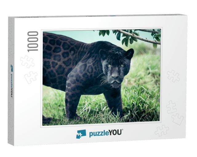Portrait of the Black Panther, Wild Cat Looking Straight... Jigsaw Puzzle with 1000 pieces