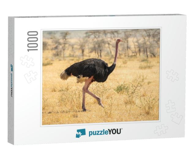 Ostrich Walking, Safari, Africa... Jigsaw Puzzle with 1000 pieces