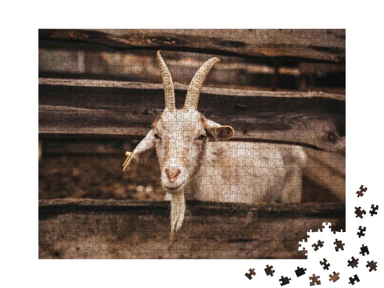 Lovely Goat Living on the Farm... Jigsaw Puzzle with 1000 pieces