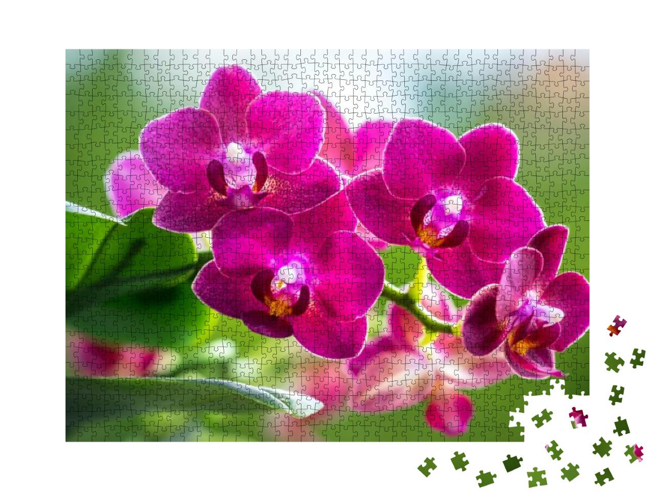 Pink Phalaenopsis or Moth Dendrobium Orchid Flover. Backg... Jigsaw Puzzle with 1000 pieces